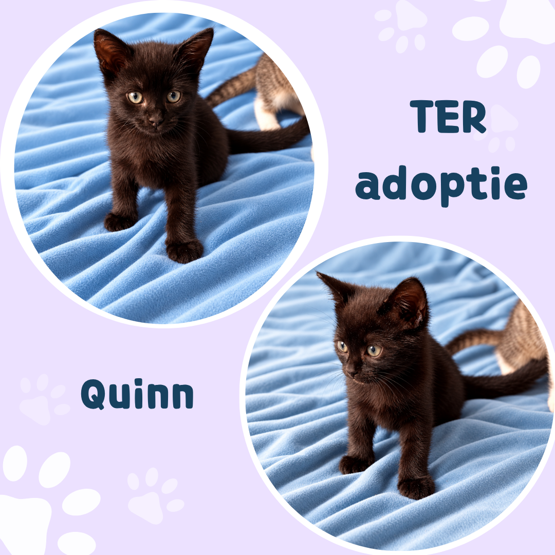 Picture of Quinn