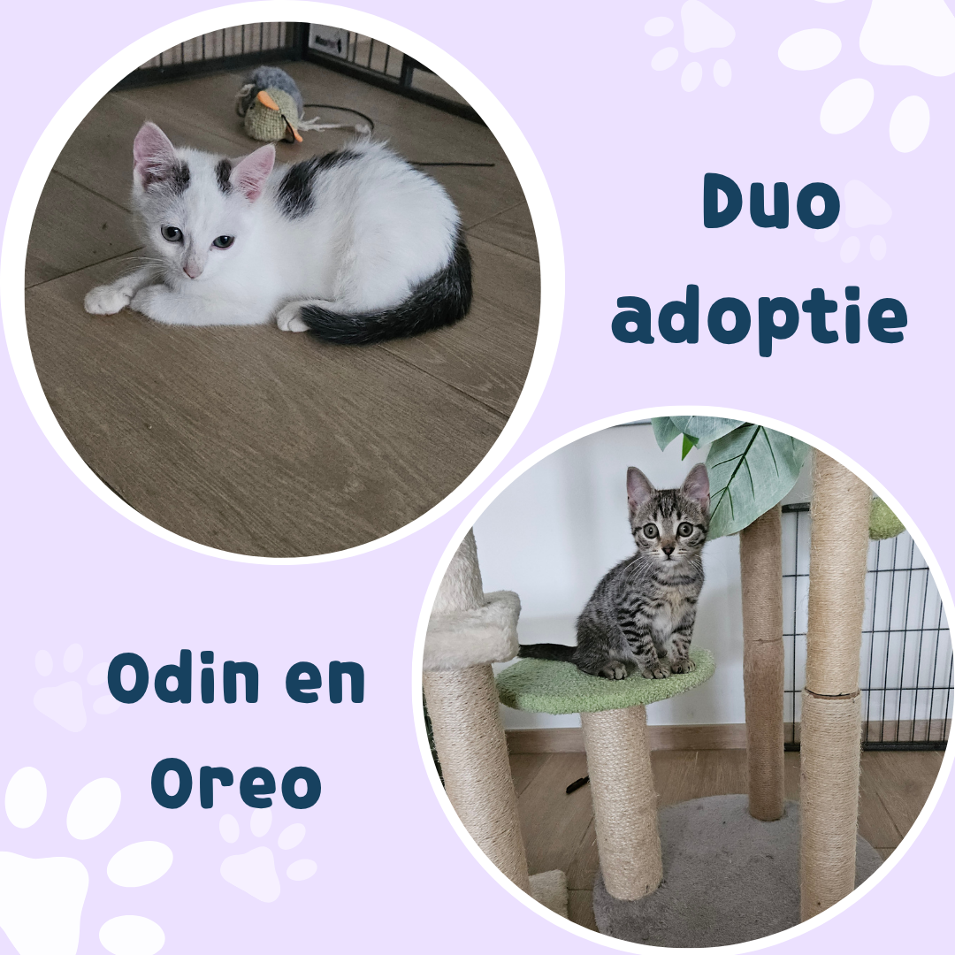 Picture of Oreo